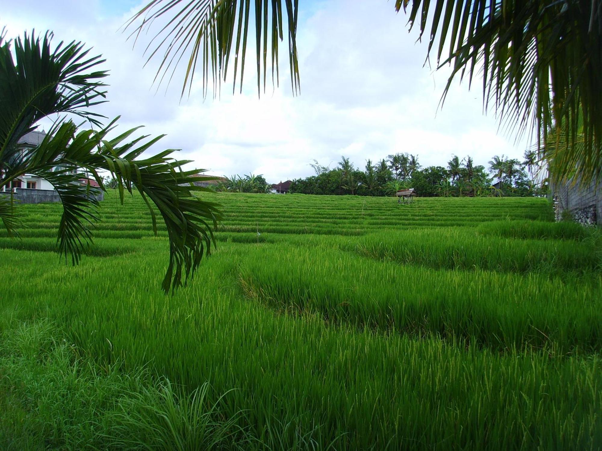 Jonsen Homestay Canggu  Bagian luar foto
